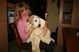 SECHAGE - GOLDEN RETRIEVER 021